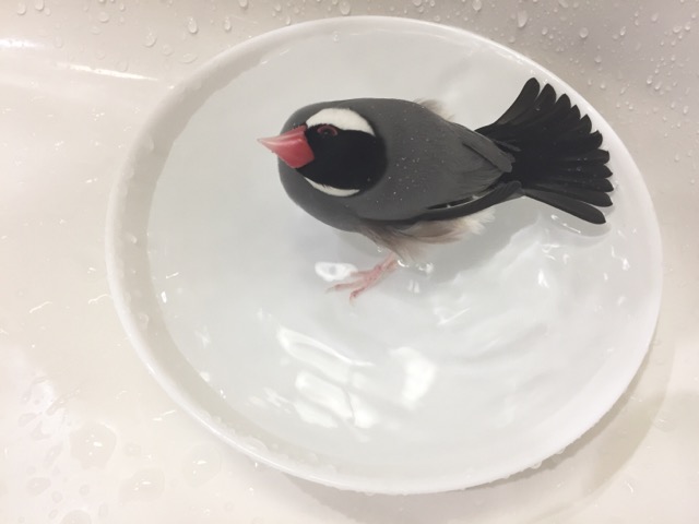 文鳥は水浴び大好き 雛なら生後一ヶ月くらいから水浴び器を置くのがベスト Calcal Buncho