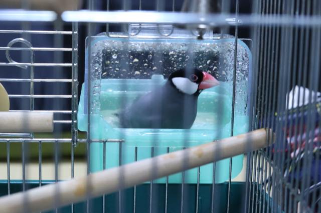 文鳥は水浴び大好き 雛なら生後一ヶ月くらいから水浴び器を置くのがベスト Calcal Buncho