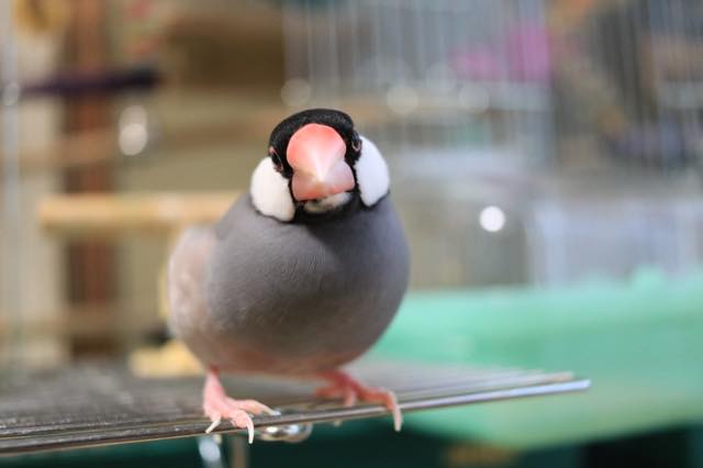 Hd限定文鳥 くちばし 色 最高の花の画像