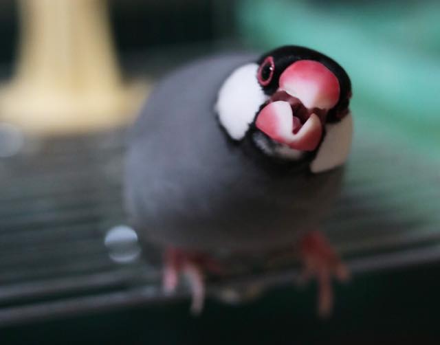 文鳥の性格について分析 してみた こんなに小さな鳥でも個性が濃すぎる Calcal Buncho