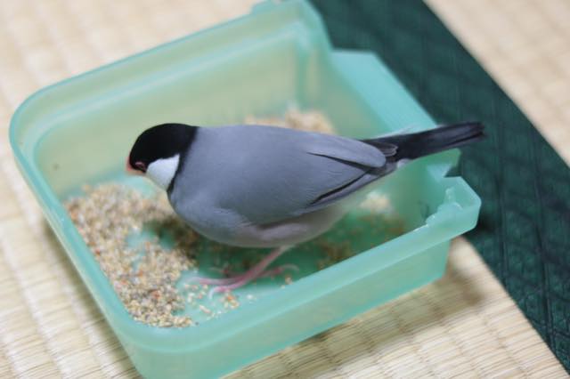 おすすめ編】必需品から嗜好品まで！文鳥の飼育用品で必要なもの、買うべきものをまとめてみました。 | calcal-buncho