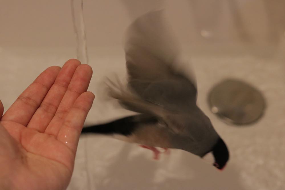 文鳥は飼いやすい 巷で言われる文鳥の特徴と 飼ってからの実体験を比べてわかった１０のこと Calcal Buncho