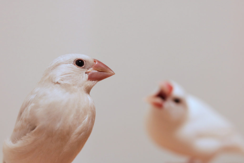 三羽目の文鳥がやってきた 桜や白以外にも色々選べる 文鳥のカラーをご紹介 Calcal Buncho