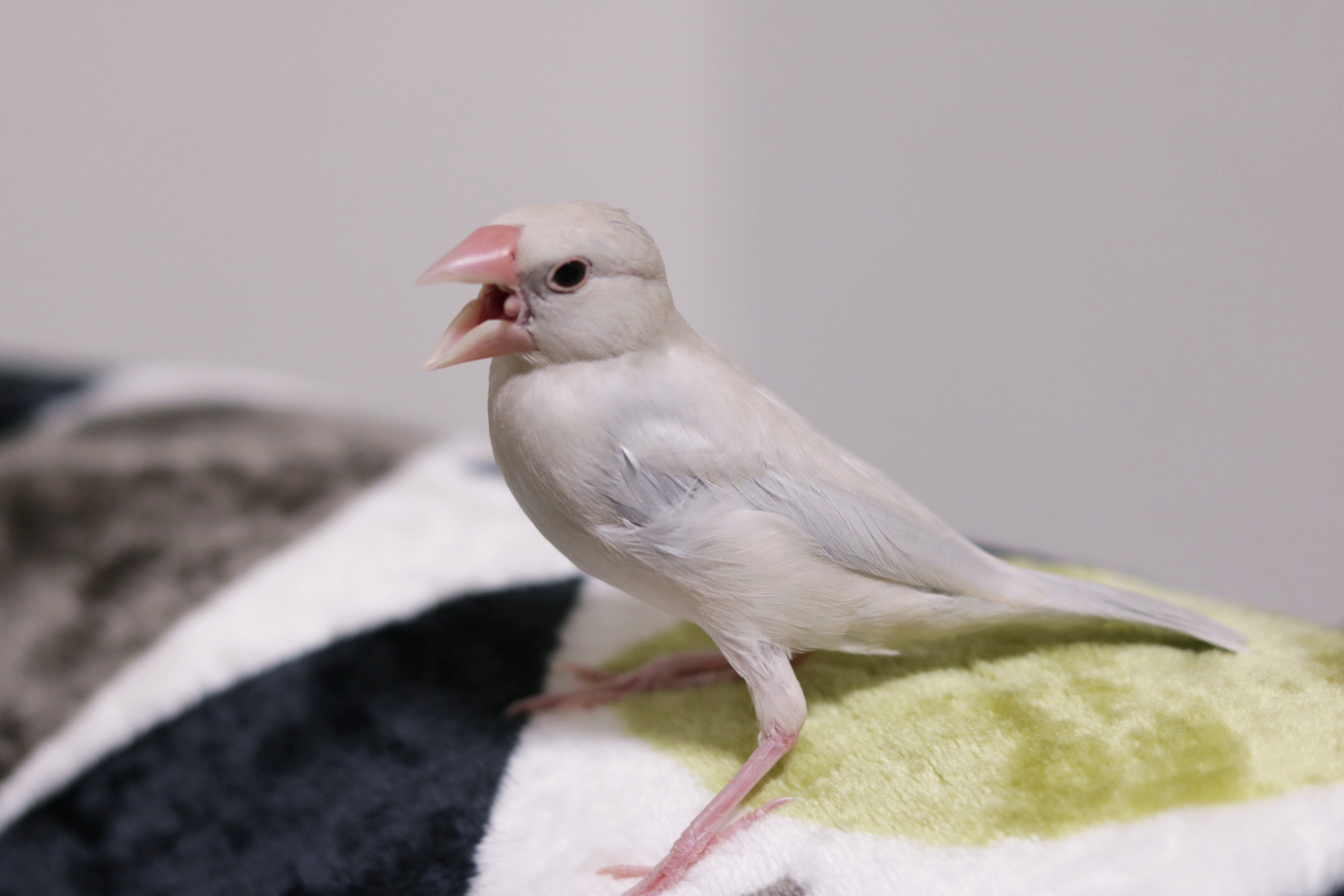 白文鳥もどきの雛が立派なシルバー文鳥になるまで。 株式会社ロンド工房公式サイト 白文鳥もどきの雛が立派なシルバー文鳥になるまで。 株式会社ロンド工房公式サイト
